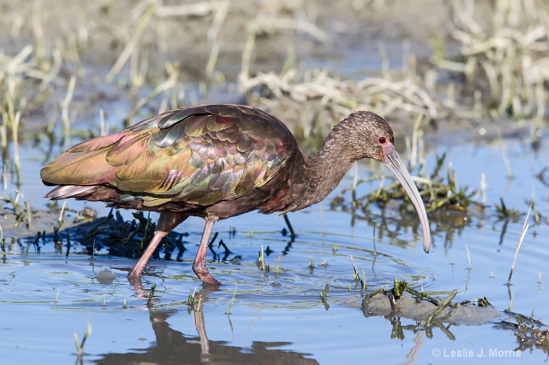 White-faced Ibis