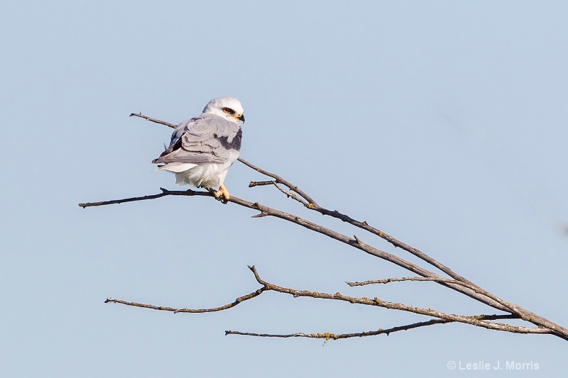 White-tailed Kite - ID: 14790636 © Leslie J. Morris