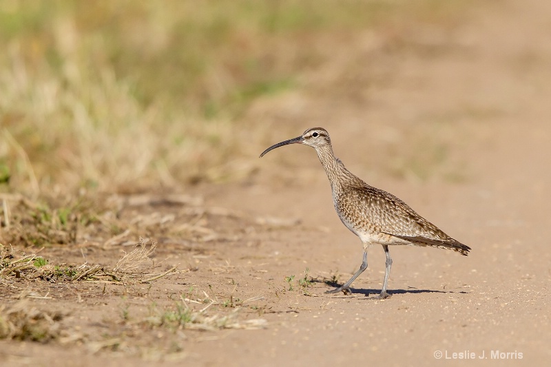 Wimbrel - ID: 14790637 © Leslie J. Morris