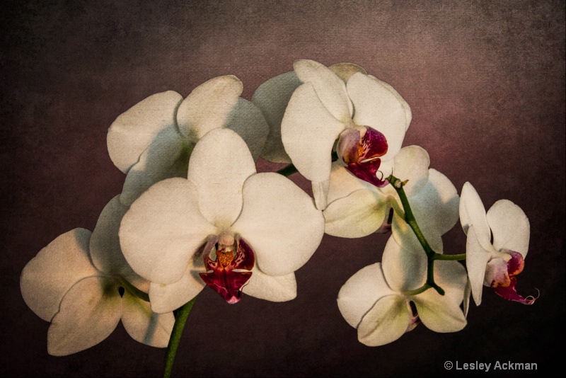 Orchid Dance