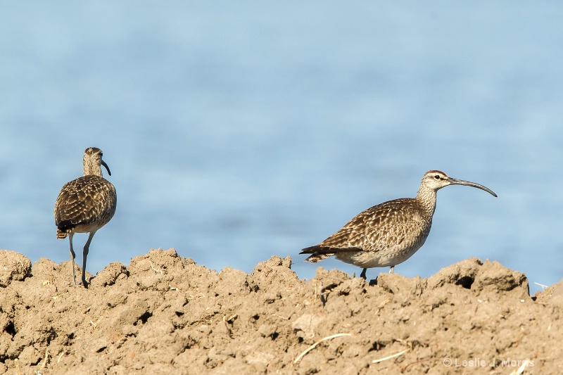 Wimbrel - ID: 14790640 © Leslie J. Morris