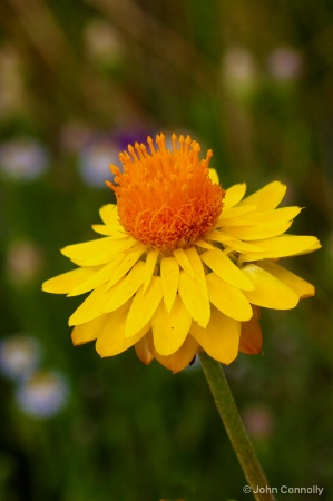 A bush flower.