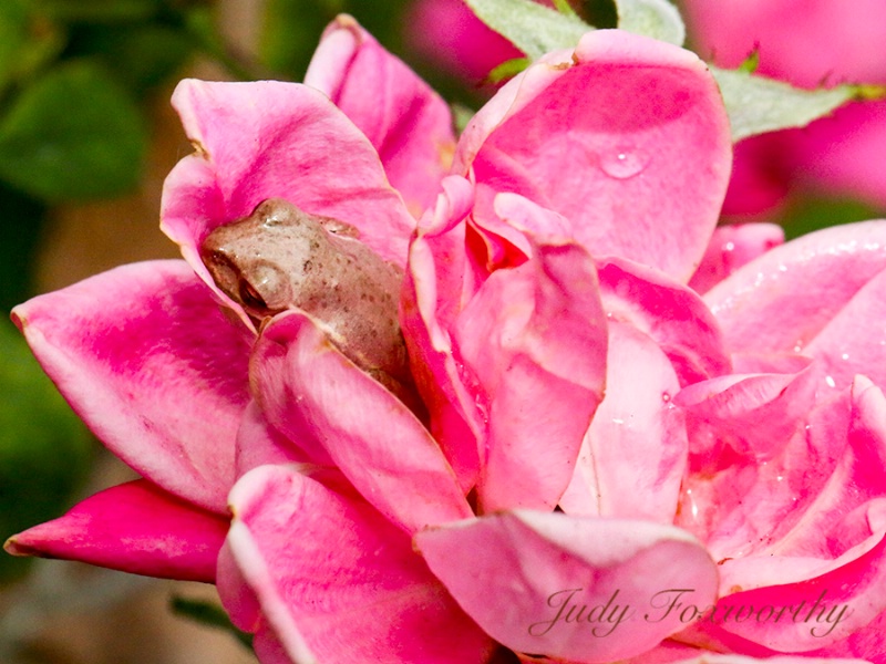 Bed Of Rose Petals