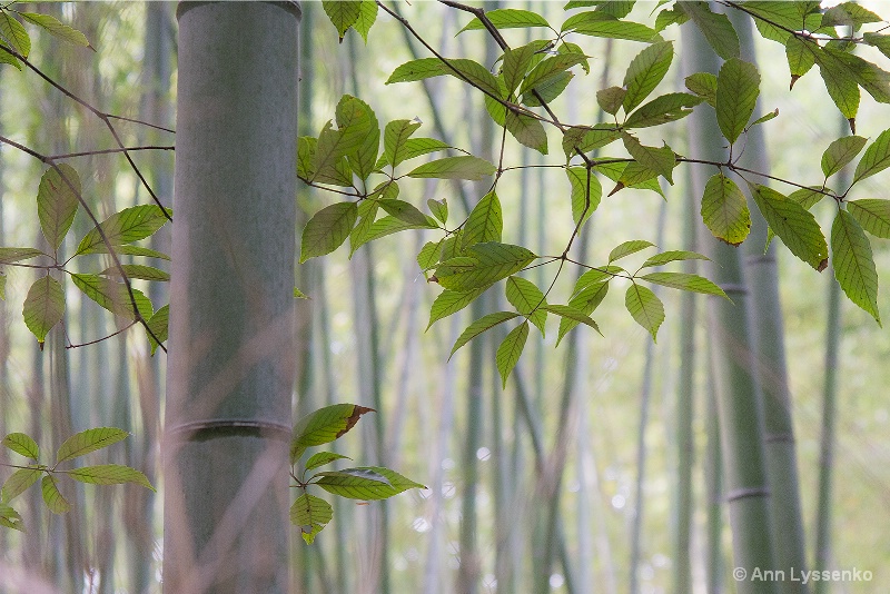 A Slice of the Bamboo Forest