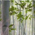 © Ann Lyssenko PhotoID # 14790794: A Slice of the Bamboo Forest