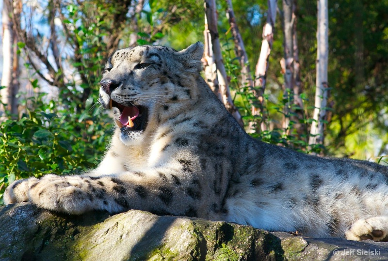 I'm Tired I Need A Nap!!   Snow Leopard
