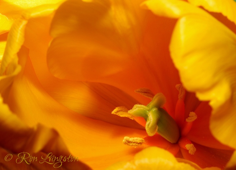 Tulip Gold