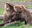 Brotherly Fight I...
