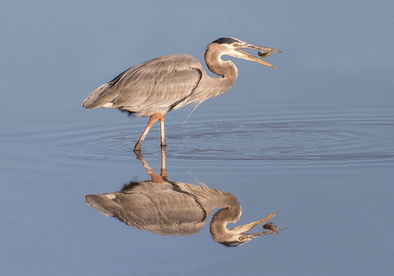 Mirrored Catch