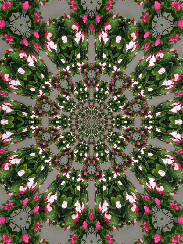 Wax Begonias Kaleidoscope