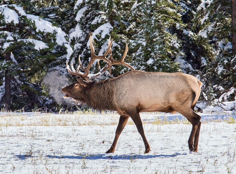 Bull Elk Bugeling