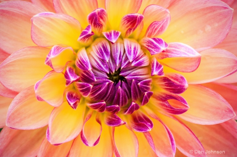 Colorful Macro Flower 309