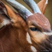 Bongo Close Up