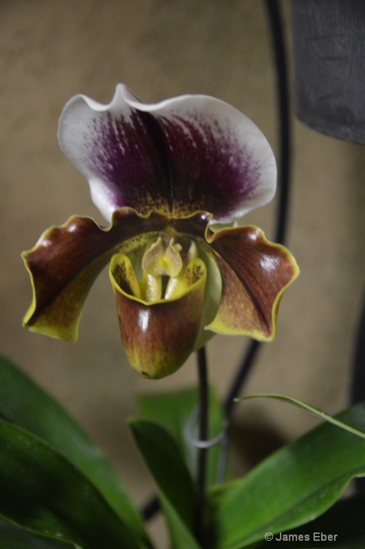 Longwood Orchid