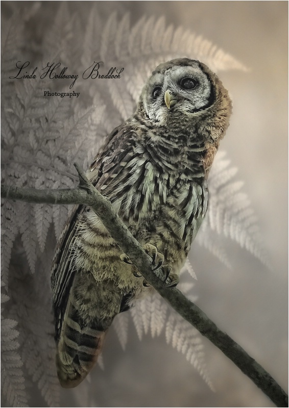 Young Barred Owl Resting