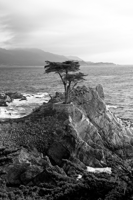 Lone Cypress