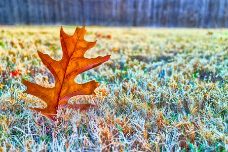 Autumn's Last Stand