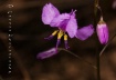 Delicate 