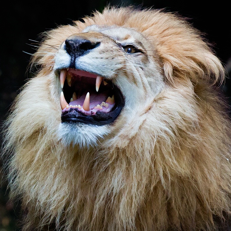 The Lion Doesn't Sleep Tonight