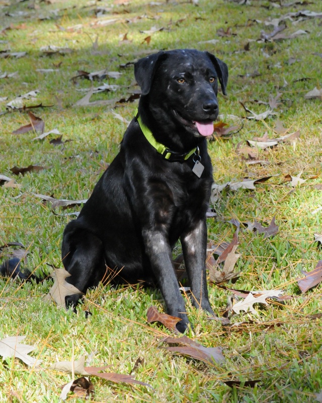 Blackie adopted through NCAL in Vt. - ID: 14794442 © Mike D. Perez