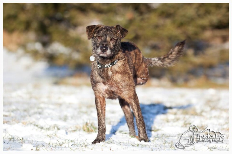 Rose Marie adopted through NCAL in Vt. - ID: 14794447 © Mike D. Perez