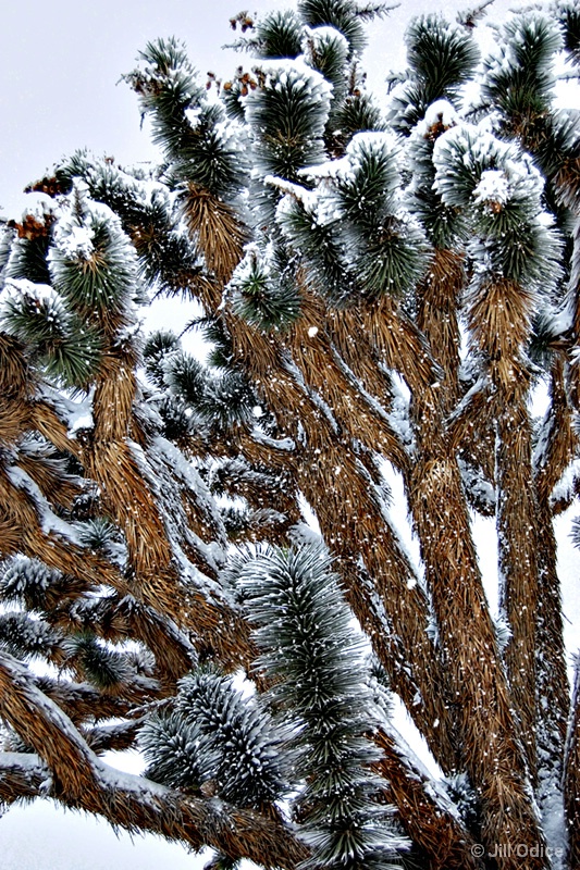 Snowy Joshua Trees