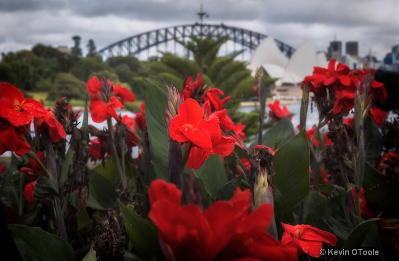 A Flower in Sydney
