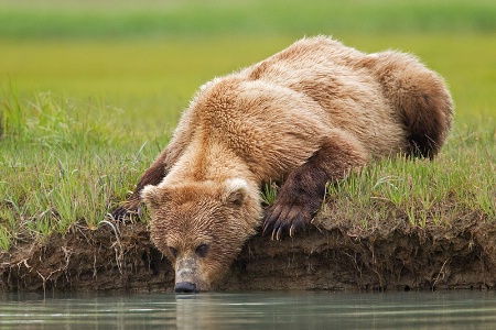Thirsty Grizzly