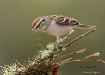 Sparrow 