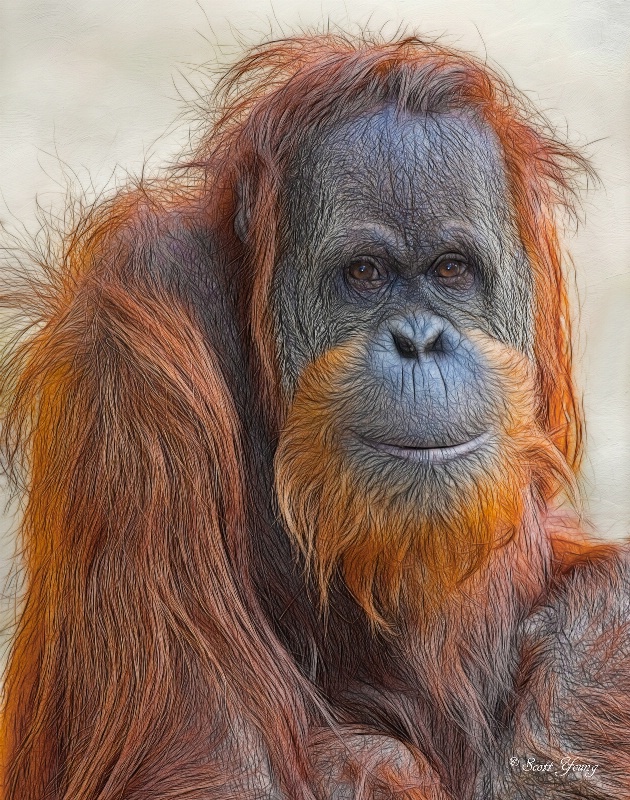 Orangutan; Atlanta Zoo