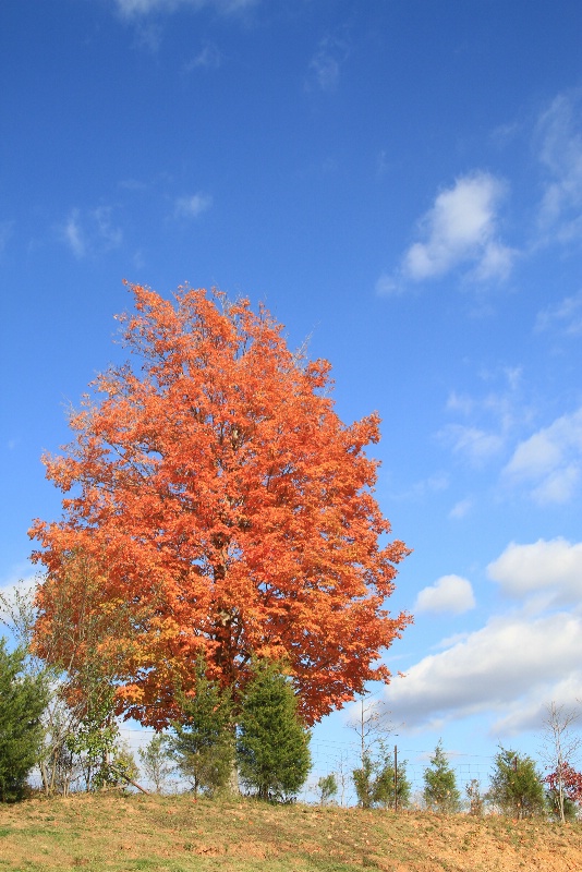 fall colors