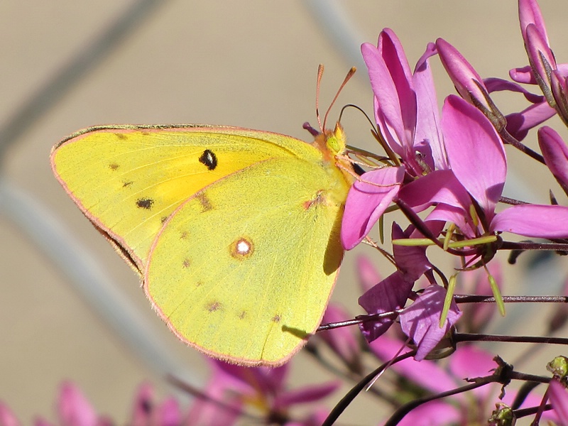 Another Yellow Sulphur