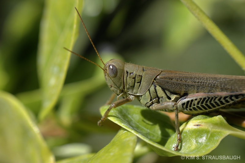 Focus...Grasshopper