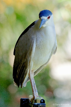 Black-crowned Night-Heron