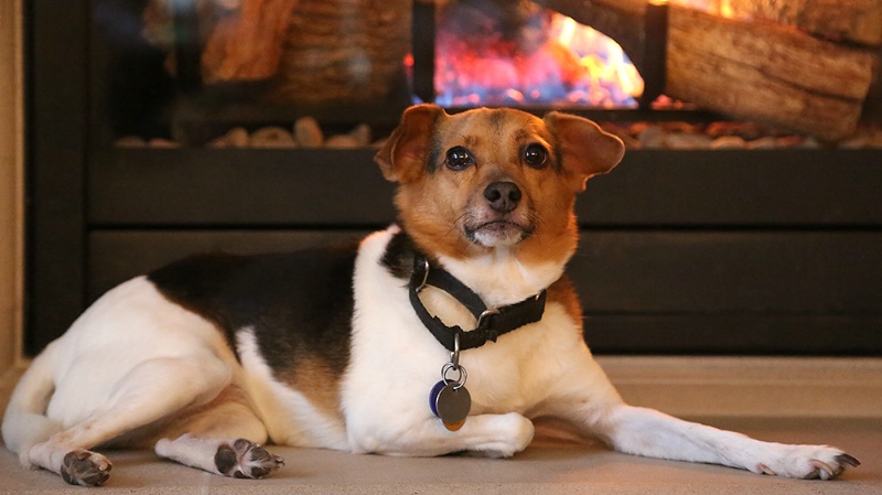 Fireside Pup - ID: 14796760 © Janine Russell
