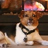 © Janine Russell PhotoID# 14796760: Fireside Pup