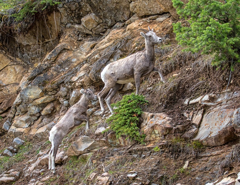 Bighorn Sheep and Young