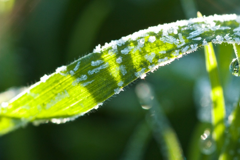 Hoar frost 2