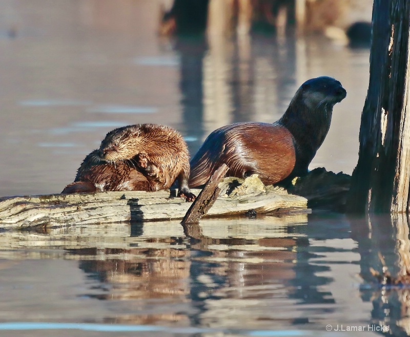 F-otter with Pup-Drying out