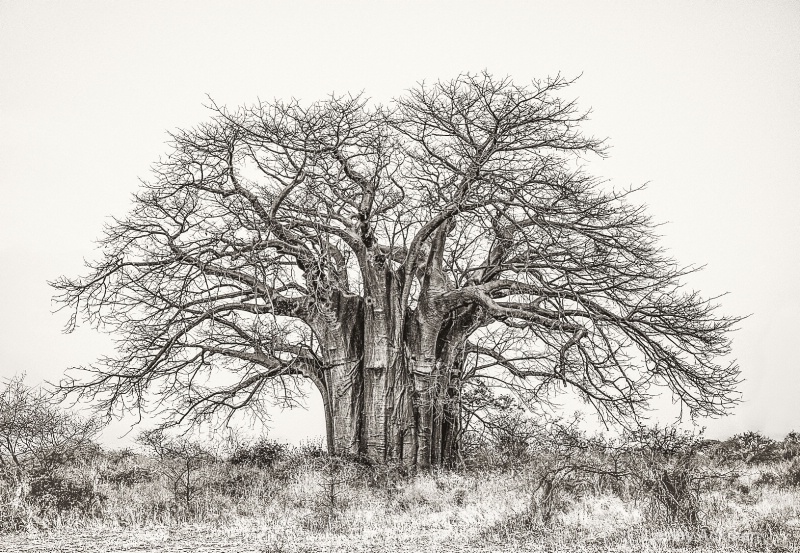 Baobob Tree