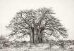 Baobob Tree