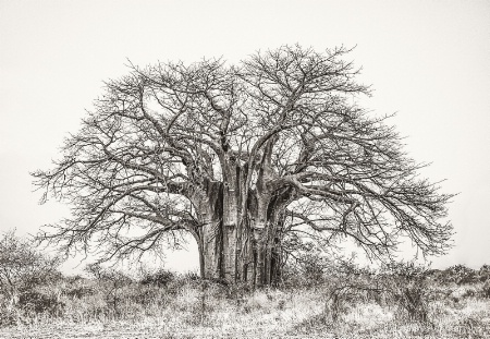 Baobob Tree