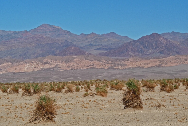 Devil's Cornfield and Death Valley Buttes