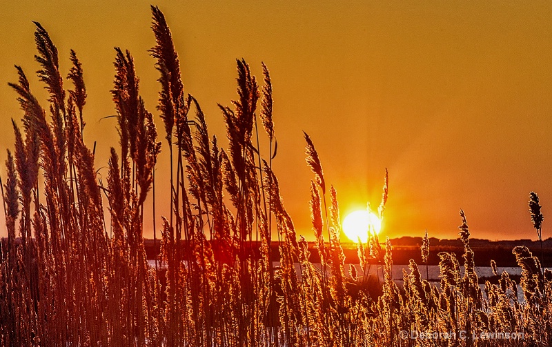 Sunrise on the Marsh