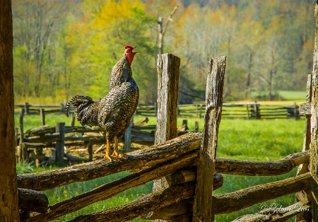 Cock-a-doodle-doo!