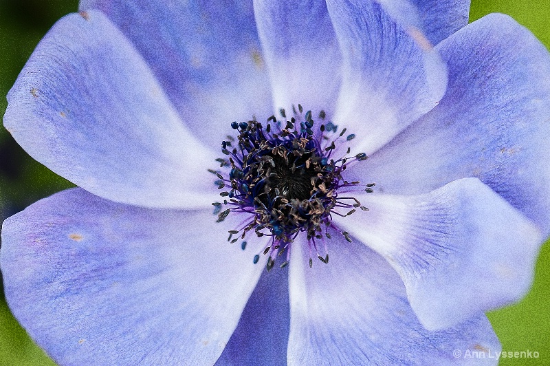 Blue Poppy