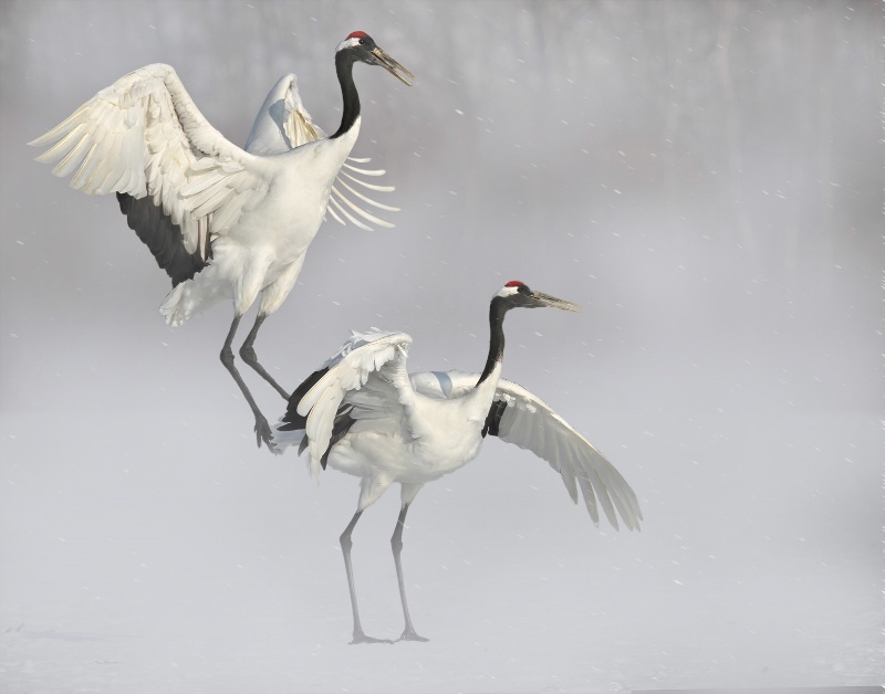 Red Crown Cranes in Snow