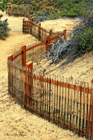 The Fence