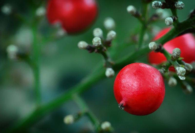 Red Winter Berries