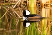 Male Hooded Merga...
